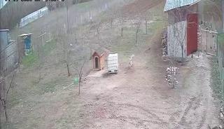 Kangal köpeğinin refleksi tavukların tilkiye yem olmasını önledi