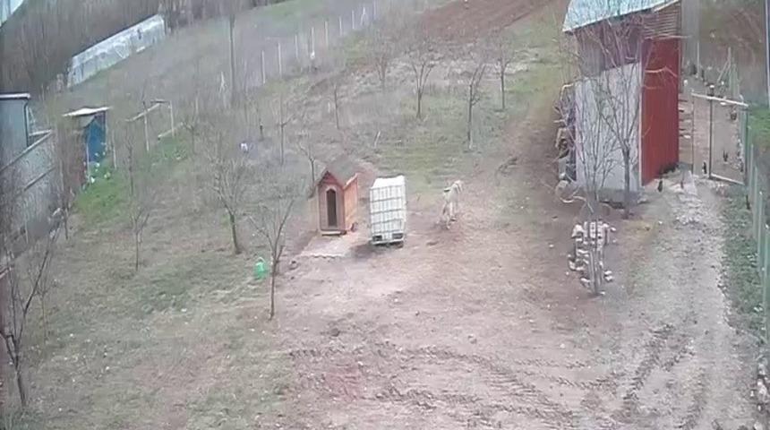 Kangal köpeğinin refleksi tavukların tilkiye yem olmasını önledi