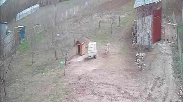 Kangal köpeğinin refleksi tavukların tilkiye yem olmasını önledi