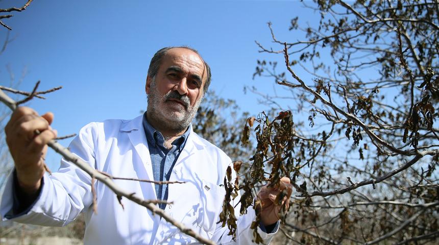 Türk akademisyenlerin geliştirdiği 4 ceviz çeşidi zirai dondan etkilenmedi