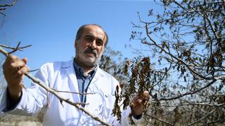 Türk akademisyenlerin geliştirdiği 4 ceviz çeşidi zirai dondan etkilenmedi