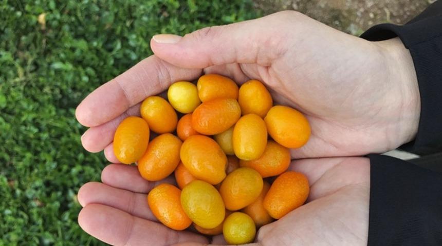 Turunçgillerin tek lokmalık mücevheri! Üstelik kabuğuyla yeniliyor