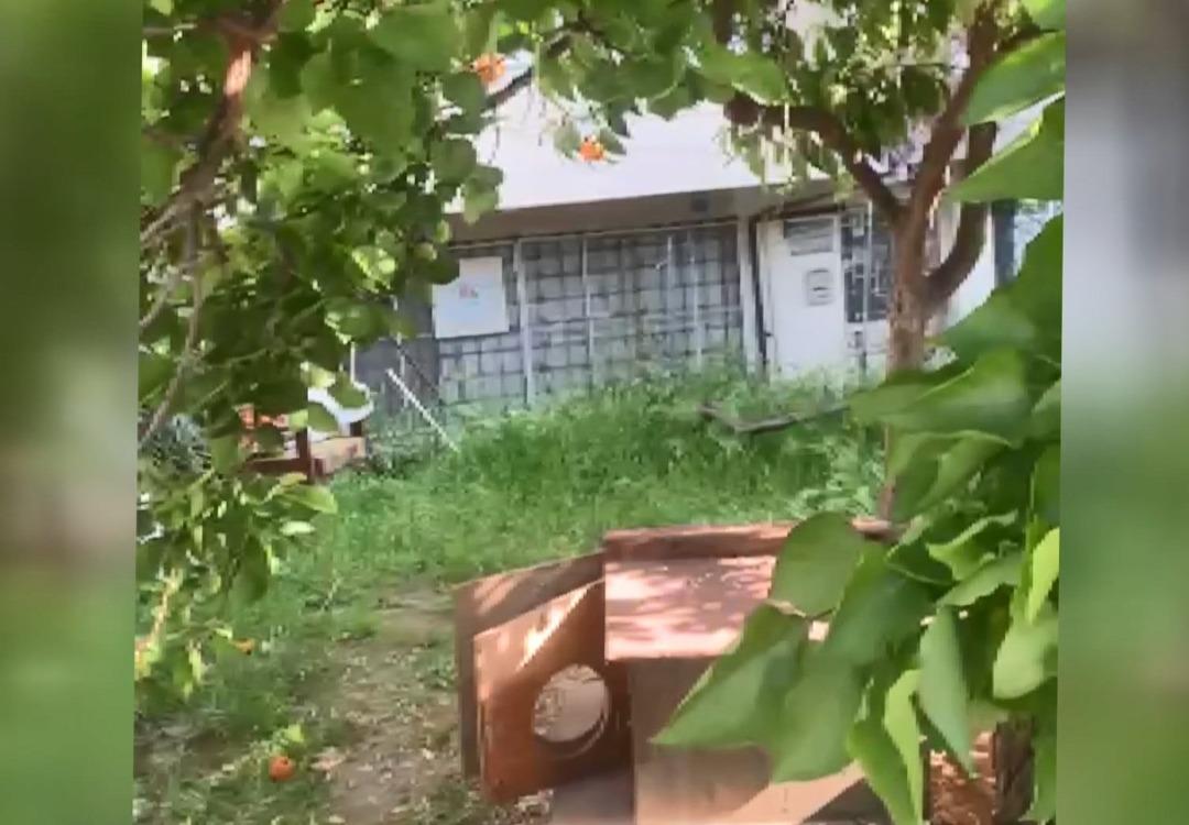 APARTMAN-BAHCESINDEKI-8-YAVRU-KEDI-KESI_670658_198644