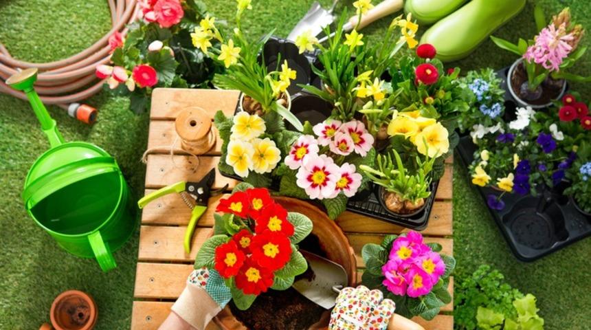 Evde bitki olmasının 7 faydası