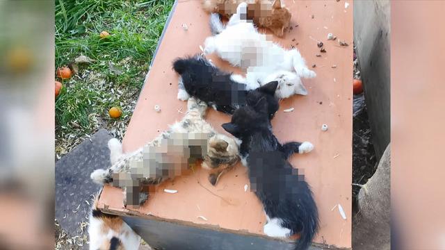 İnsanlık dışı olay! Apartman bahçesinde bakılan 8 yavru kediyi kesici aletle katlettiler...