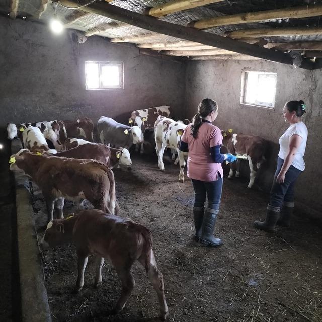 Elazığ’da aşılama ve küpeleme çalışması sürüyor