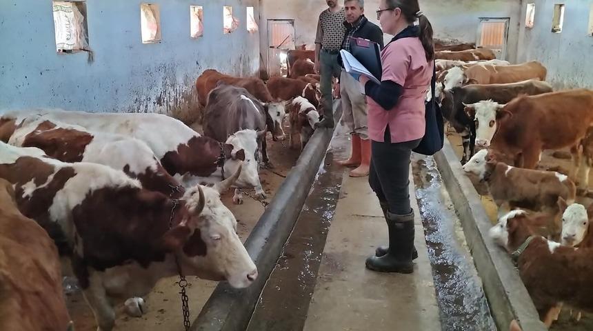 Elazığ’da aşılama ve küpeleme çalışması sürüyor