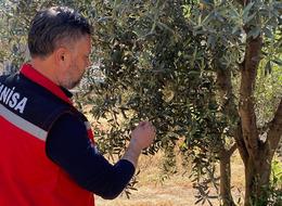 Zeytin üreticilerine 'Pamuklu bit' uyarısı