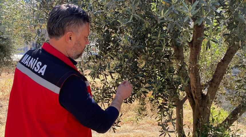 Zeytin üreticilerine 'Pamuklu bit' uyarısı