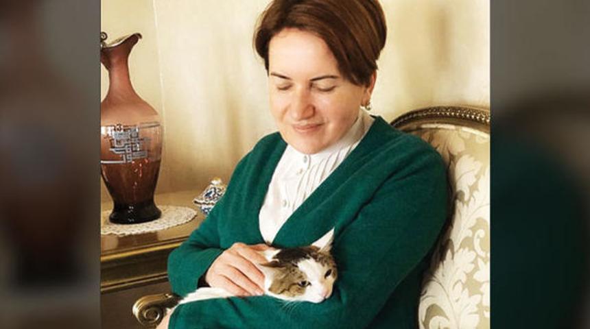 Meral Akşener, tecav&uuml;ze uğrayan kedi Cedric'i sahiplendi