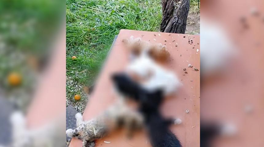 Bursa'da yavru kedi vahşice katledildi! Vatandaşlar ayağa kalktı