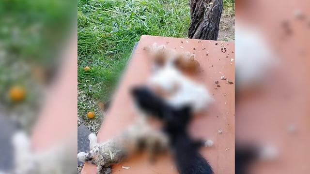 Bursa'da yavru kedi vahşice katledildi! Vatandaşlar ayağa kalktı