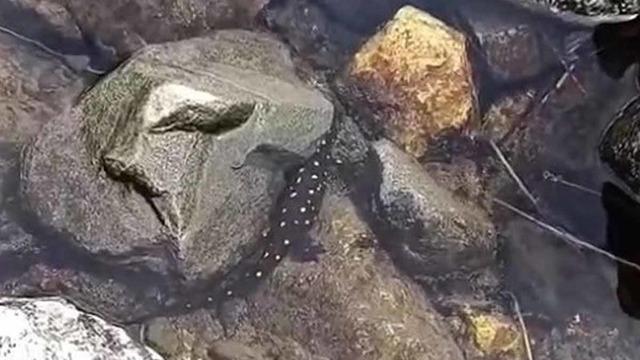 Elazığ'da Anadolu benekli semenderi görüntülendi