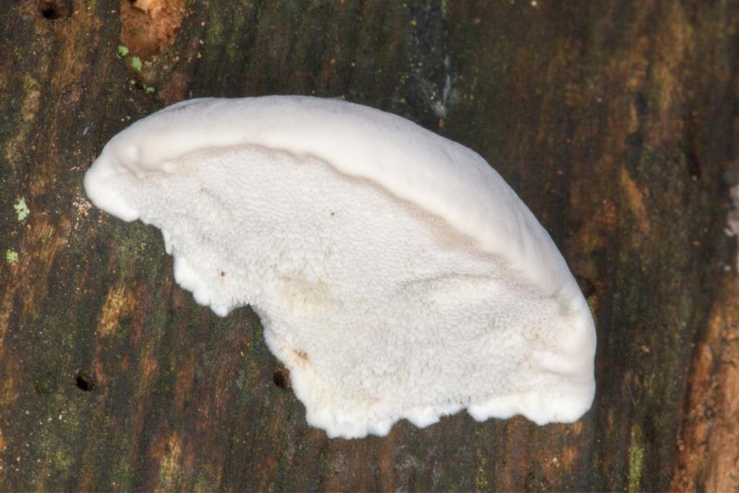 Şimdiye kadarki en acı madde keşfedildi! 1 gramı 106 küvet dolusu suyu bile acılaştırıyor... 1