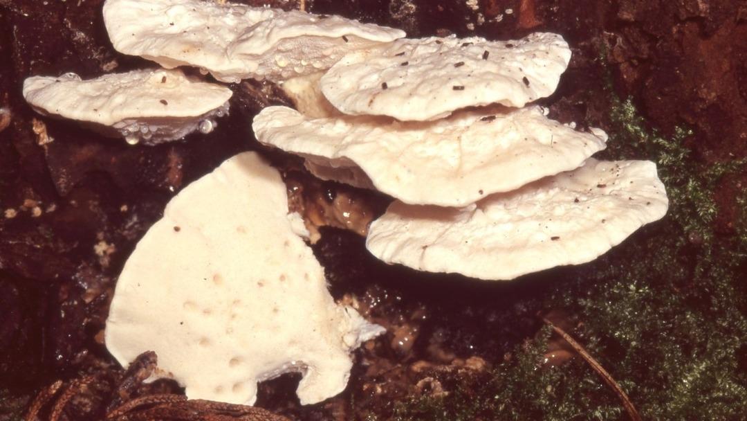 Şimdiye kadarki en acı madde keşfedildi! 1 gramı 106 küvet dolusu suyu bile acılaştırıyor... 2