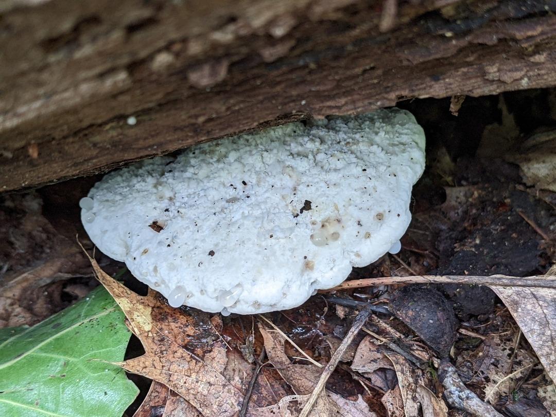 Şimdiye kadarki en acı madde keşfedildi! 1 gramı 106 küvet dolusu suyu bile acılaştırıyor... 3