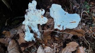 Şimdiye kadarki en acı madde keşfedildi! 1 gramı 106 küvet dolusu suyu bile acılaştırıyor...