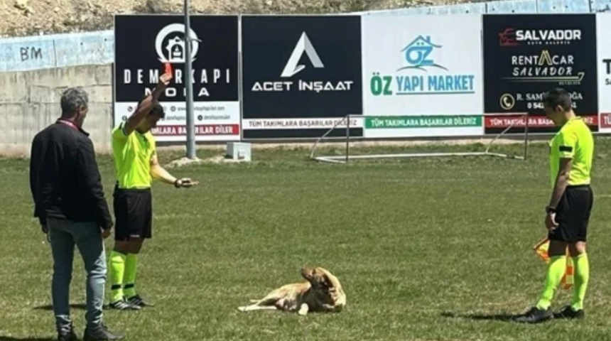 Amatör maçta çok ilginç olay! Sahaya giren köpek kırmızı kart gördü, hakem kucaklayıp dışarı çıkardı