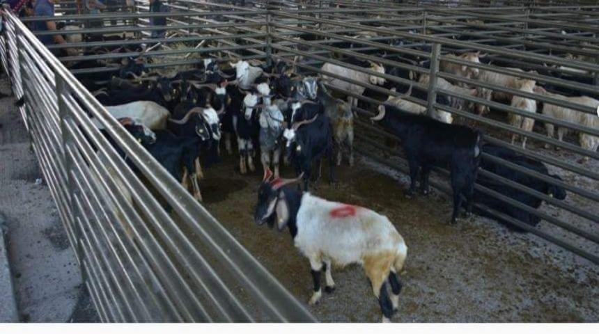 Aslanapa&rsquo;da hayvan pazarının ihalesi yapıldı