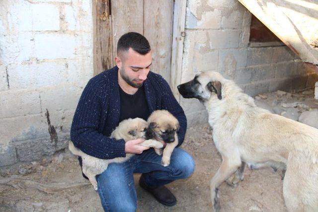 Kangal yavruları Ameliyat olursa yürüyecekler