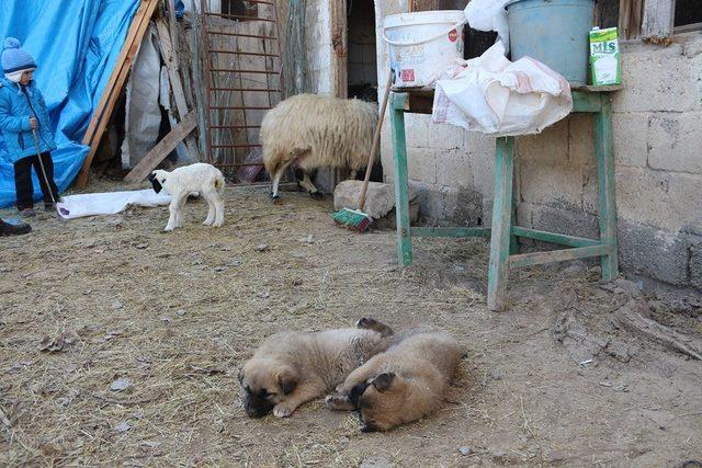 Kangal yavruları Ameliyat olursa yürüyecekler