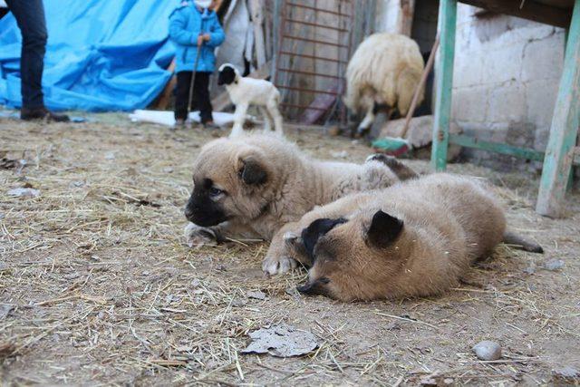 Kangal yavruları Ameliyat olursa yürüyecekler