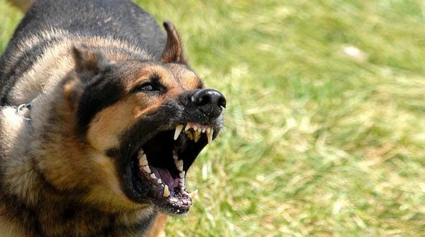 Köpeği yeğenine saldıran amcaya para cezası 