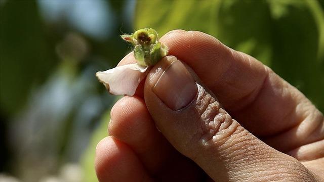 Malatya’da yüzyılın en büyük zirai ürün kaybı