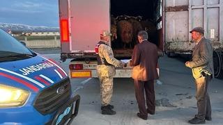 Ağrı’dan çalınan koyunlar Bitlis’te yakalandı