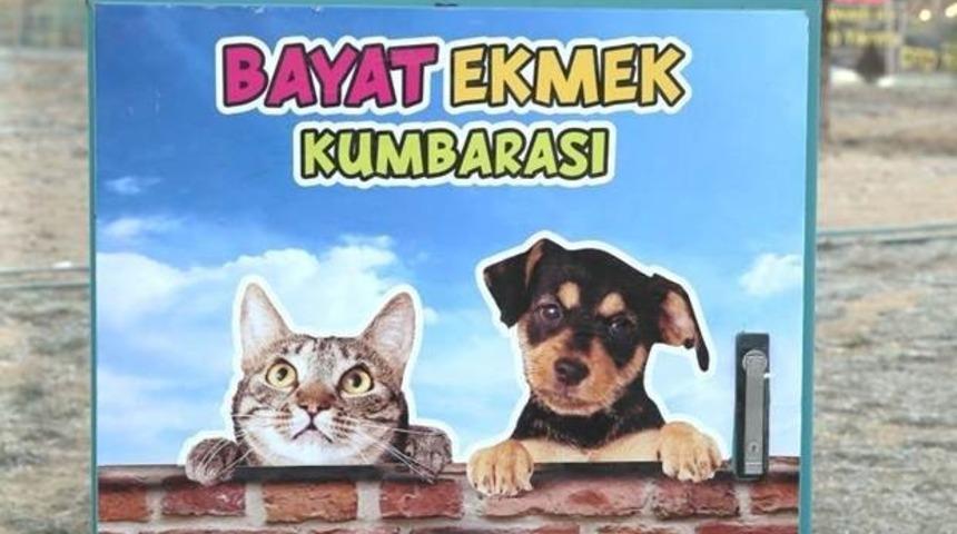 Belediyeden sokak hayvanları duyarlılığı