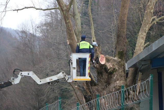 Arıtma tesisi içinde bulunan 300 yıllık çınar ağacı korumaya alındı