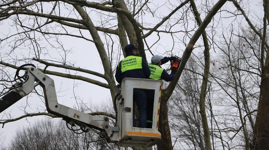 Arıtma tesisi i&ccedil;inde bulunan 300 yıllık &ccedil;ınar ağacı korumaya alındı