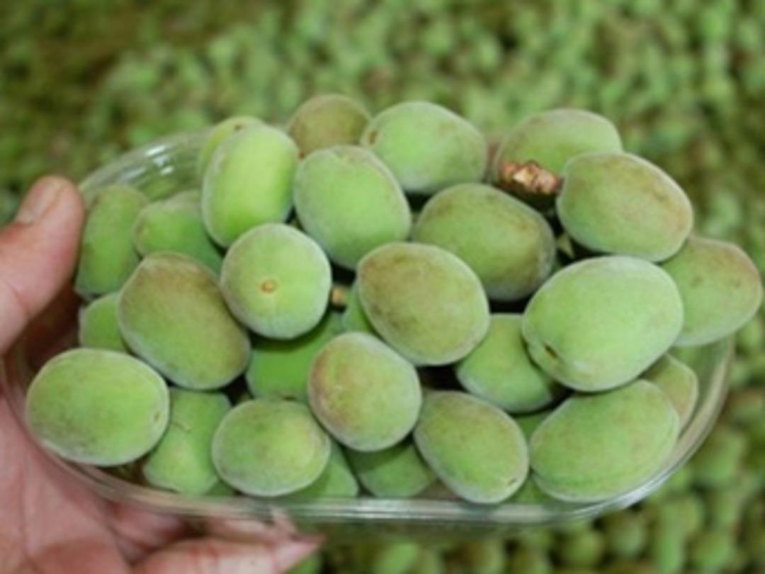 &Ccedil;ağla bademinde hasat zamanı!