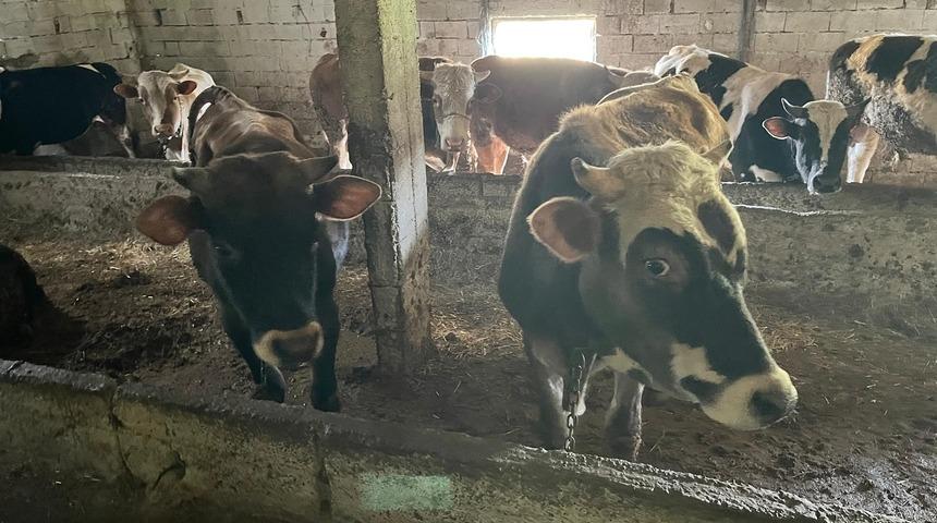 Kırklareli'ne kaçak yolla büyükbaş hayvan getiren kişiye 109 bin 390 lira ceza