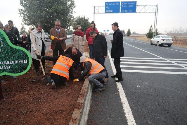 Şanlıurfa kendi fidanını üretiyor