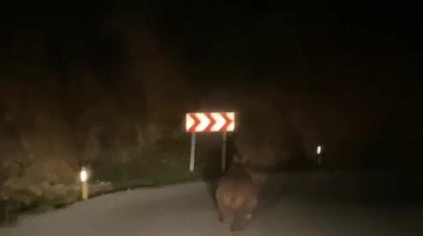Aracıyla dolaşırken önüne ayı çıktı! Karabük'te yaban domuzu ve ayı görüntülendi