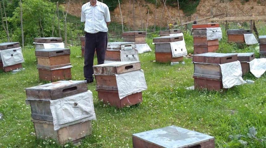 Ayılar arıcılara zor günler yaşatıyor