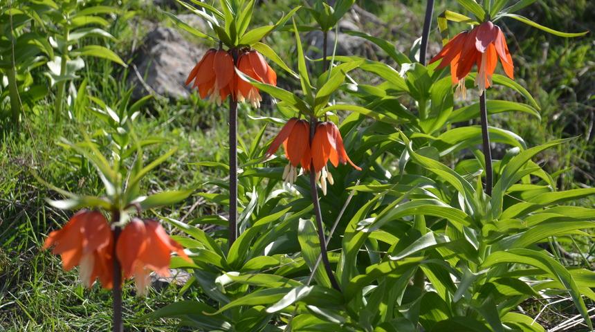 Muş'ta doğaseverler ve fotoğraf tutkunları ters laleleri görüntüledi
