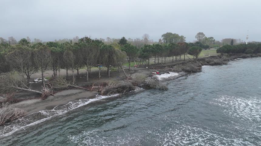 Terme Ovası'nda kıyı erozyonu ağaçları devirdi