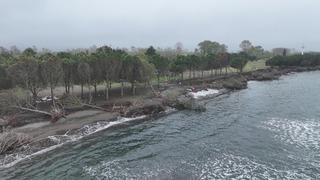 Terme Ovası'nda kıyı erozyonu ağaçları devirdi