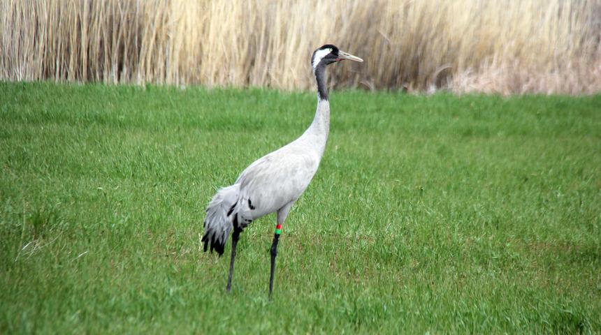 Nesli tehlike altında! Sivas'ta turnalar böyle görüntülendi
