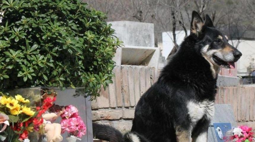 12 yıl boyunca ölen sahibini beklemişti! 'Capitan'dan kötü haber