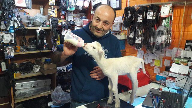 Evinde 'oğlak' besliyor