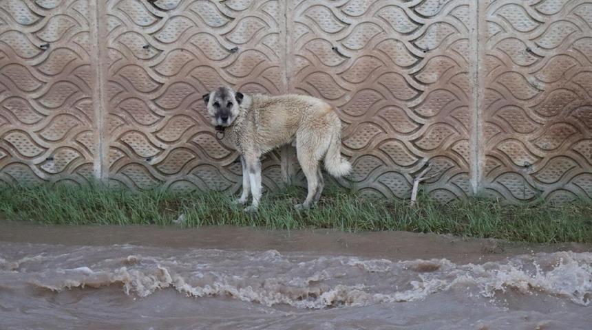 Oltu Çayı'nda sürüklenen köpek, ekiplerin 4 saatlik çabasıyla kurtarıldı