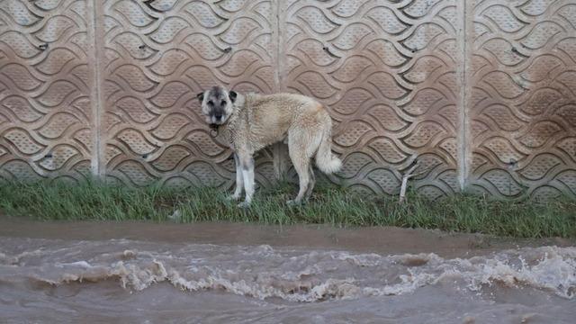 Oltu Çayı'nda sürüklenen köpek, ekiplerin 4 saatlik çabasıyla kurtarıldı
