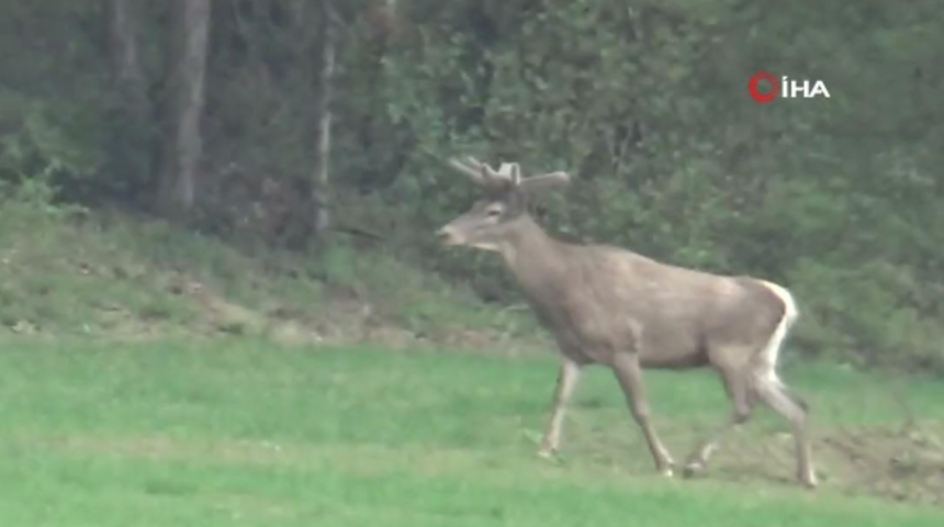 Yiyecek arayan 2 geyik kamerada