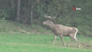 Yiyecek arayan 2 geyik kamerada