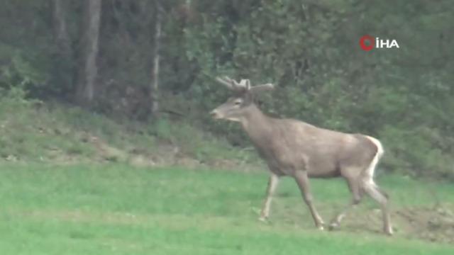 Yiyecek arayan 2 geyik kamerada