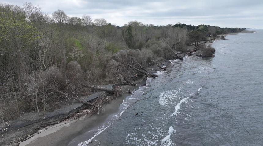 Samsun'da şaşırtan görüntü: Sahildeki çam ağaçları devrildi! Yetkililere seslendiler