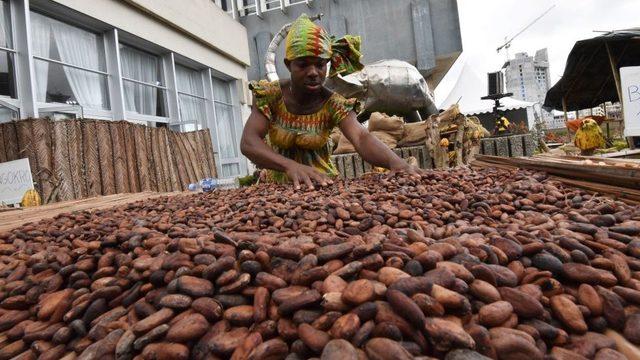 Dünya Bankası'na göre Fildişi Sahili'nin gayrisafi yurtiçi hasılasının yüzde 15'ini kakao üretimi oluşturuyor